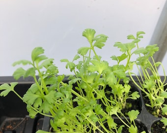 Celery Live Plants - Seedlings/Plugs- 3"- 5" tall - 30-50 days old, Ready to transplant, Non Gmo, USA Grown