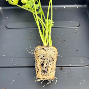 Celery Live Plant - Seedlings/Plugs and Plants - 3"- 12" tall - 30-60+ days old, (ALL 3” seedlings require you to purchase 2 plants!) image 8