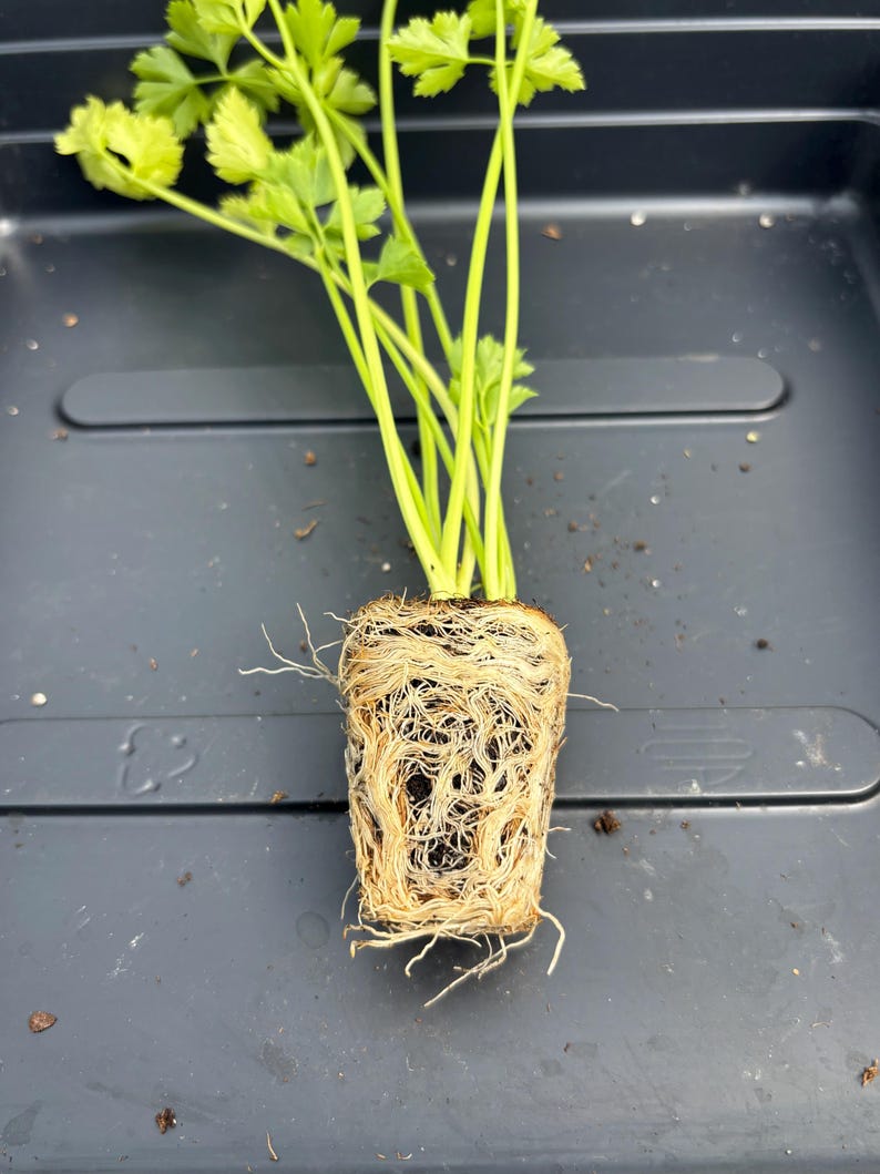 Celery Live Plant - Seedlings/Plugs and Plants - 3"- 12" tall - 30-60+ days old, (ALL 3” seedlings require you to purchase 2 plants!) image 8