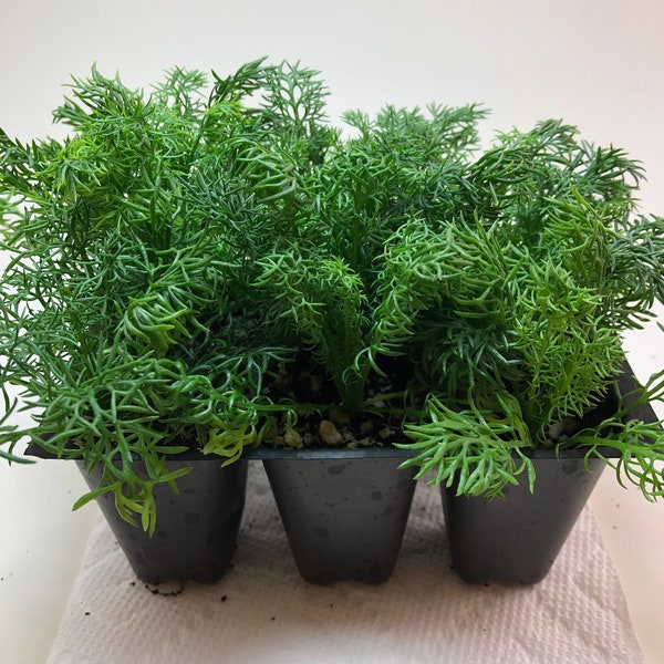 Chamomile Live Plants - Seedlings/Plugs- 3"- 6" tall - 30-50 days old, Ready to transplant, Non Gmo, USA Grown