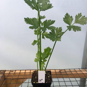 May include: A green cilantro plant in a black plastic pot with a white label that says "124" on a wooden and wire shelf.