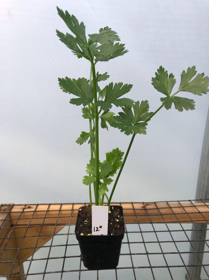 May include: A green cilantro plant in a black plastic pot with a white label that says "124" on a wooden and wire shelf.