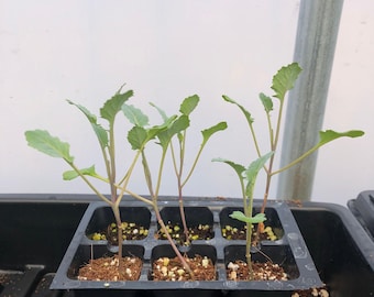 Broccoli Live Plant - Seedlings/Plugs and Plants - 3"- 12" tall - 30-60+ days old, (ALL 3” seedlings require you to purchase 2 plants!)