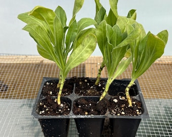 Calendula Live Plant - Seedlings/Plugs and Plants - 3"- 12" tall - 30-60+ days old, (ALL 3” seedlings require you to purchase 2 plants!)
