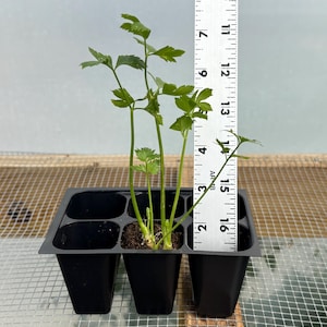 Celery Live Plant - Seedlings/Plugs and Plants - 3"- 12" tall - 30-60+ days old, (ALL 3” seedlings require you to purchase 2 plants!) 3"- 5"