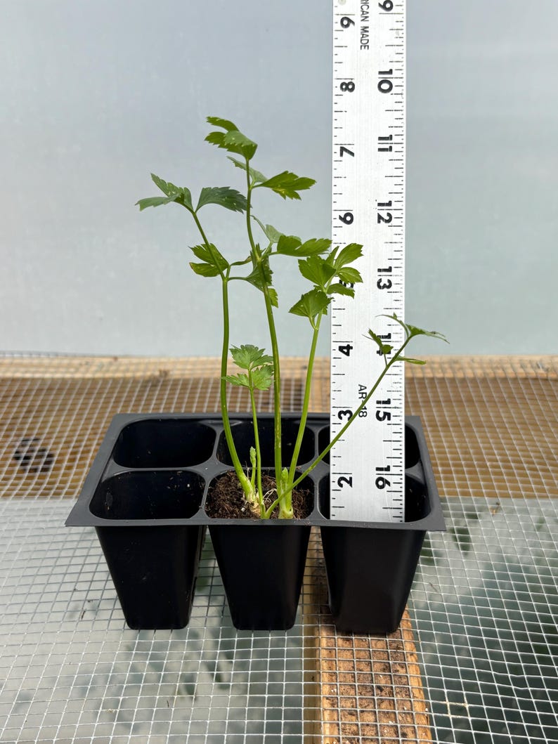 Celery Live Plant - Seedlings/Plugs and Plants - 3"- 12" tall - 30-60+ days old, (ALL 3” seedlings require you to purchase 2 plants!) 3"- 5"