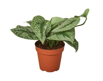 Pothos 'Silver Splash'
