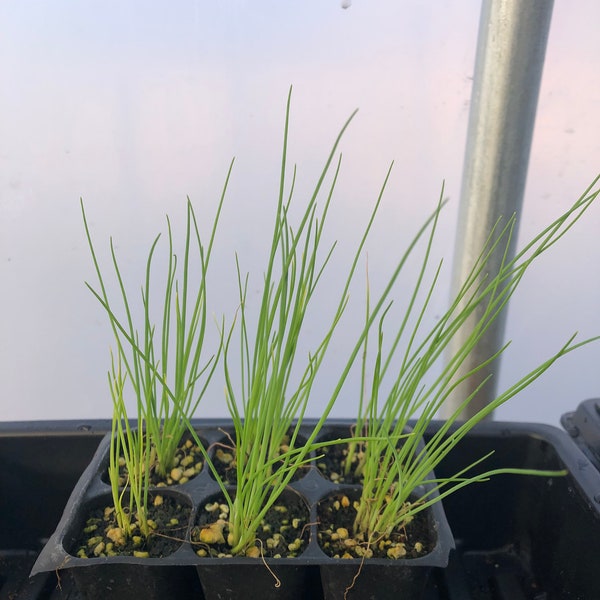 Onion Live Plants - Seedlings/Plugs- 4"- 6" tall - 30-50 days old, Ready to transplant, Non Gmo, USA Grown
