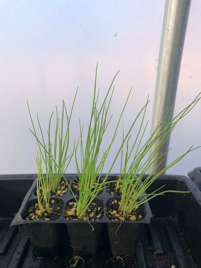Puede incluir: Primer plano de una bandeja de semillas de pl&aacute;stico negro con seis pl&aacute;ntulas de cebolla verde creciendo en celdas individuales. Las pl&aacute;ntulas son altas y delgadas con hojas largas y delgadas.