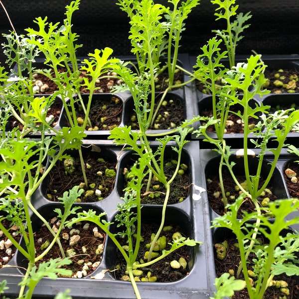 Mustard Green Live Plants - Seedlings/Plugs- 3"- 5" tall - 30-45 days old, Ready to transplant, Non Gmo, USA Grown