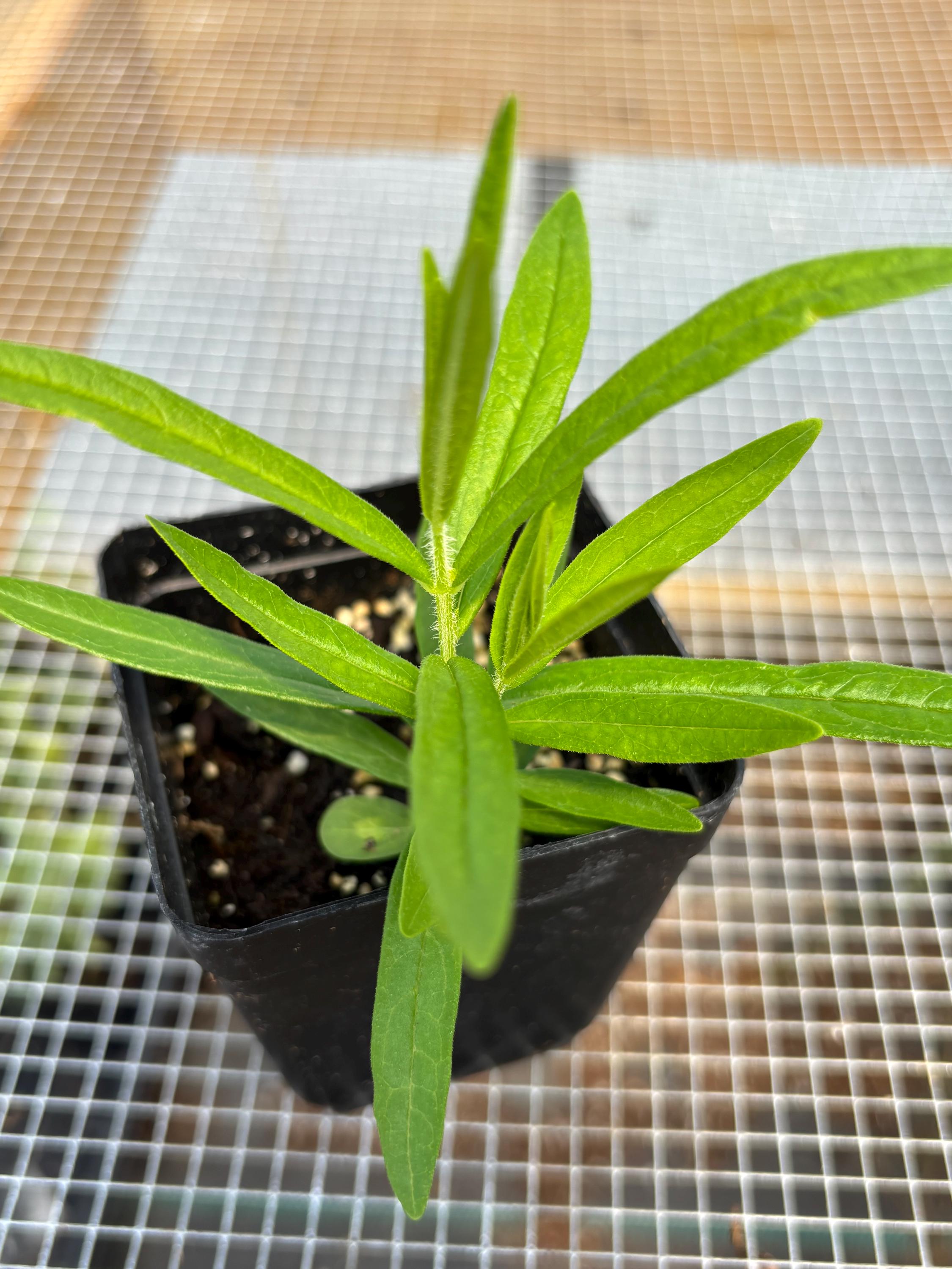 Live Asclepias Plant: Butterfly & Bee Attracting Milkweed - USA Grown