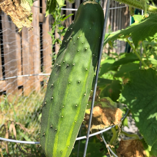 Cucumber Seeds - Marketmore - USA Grown - Non GMO - Garden Seeds