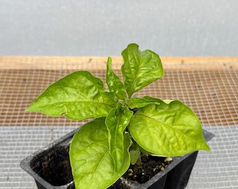 Poblano Pepper Live Plant - Seedlings/Plugs and Plants- 3"- 12" tall - 30-60+ days old, (ALL 3” seedlings require you to purchase 2 plants!)