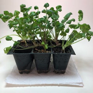 Cilantro Live Plant - Seedlings/Plugs and Plants - 3"- 12" tall - 30-60+ days old, (ALL 3” seedlings require you to purchase 2 plants!)