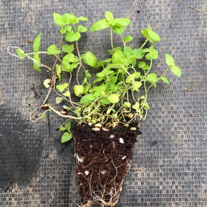 May include: A close-up of a potted plant with green leaves and a brown root ball. The plant is sitting on a gray textured surface.