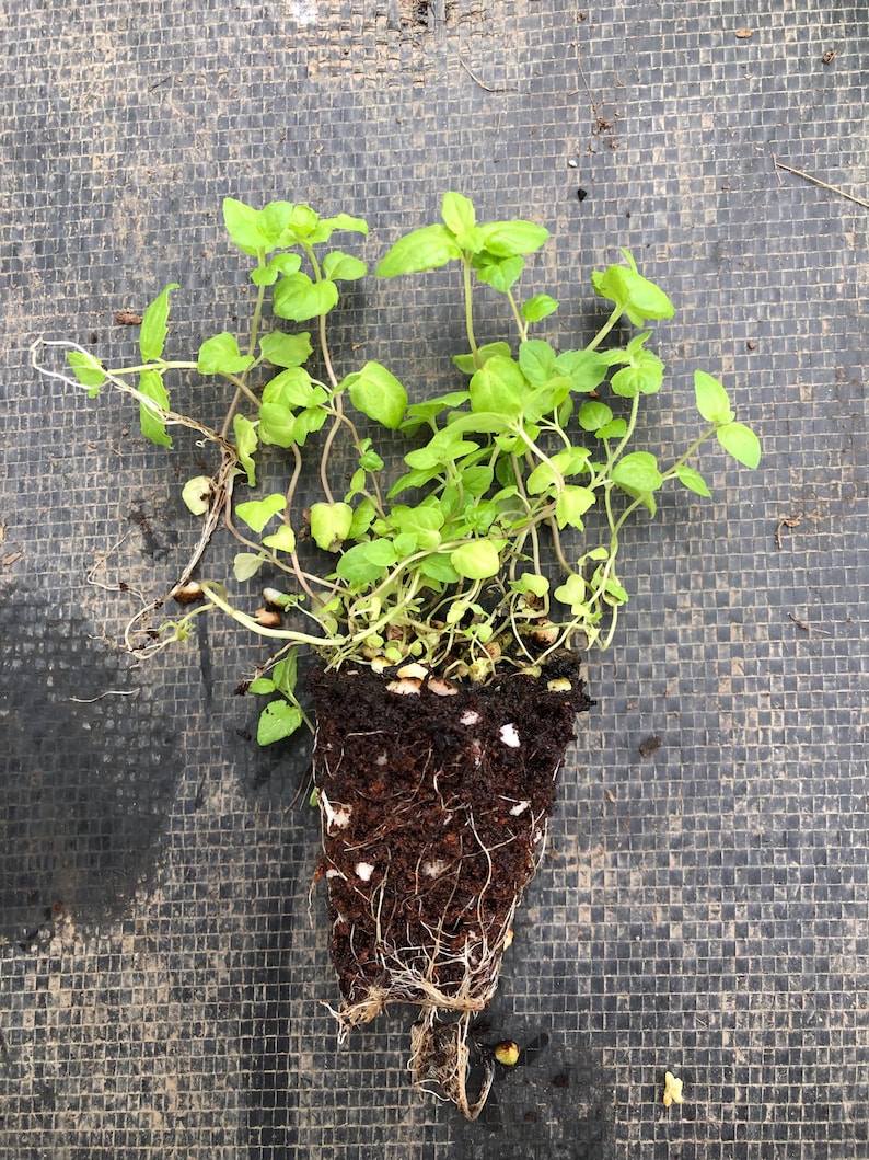 May include: A close-up of a potted plant with green leaves and a brown root ball. The plant is sitting on a gray textured surface.