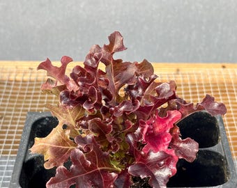 Danyelle Lettuce Live Plants - Seedlings/Plugs- 2"- 6" tall - 30-50 days old, Ready to transplant, Non Gmo, USA Grown