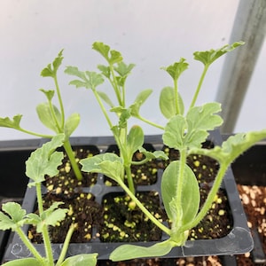 Baby Plants - Etsy