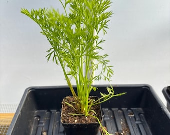 Carrot Live Plant - Seedlings/Plugs and Plants - 3"- 12" tall - 30-60+ days old, (ALL 3” seedlings require you to purchase 2 plants!)
