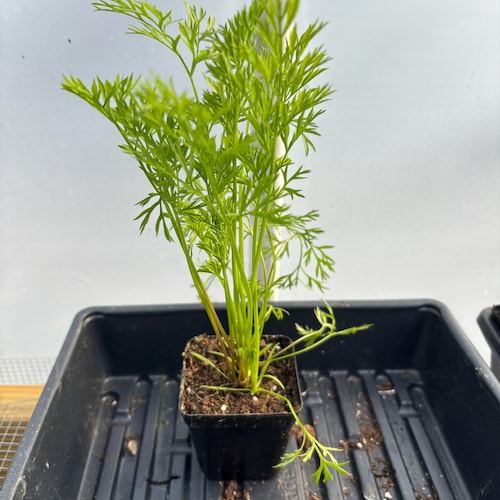 Carrot Live Plant - Seedlings/plugs and Plants - 3"- 12" Tall - 30-60+ Days  Old, (ALL 3 Seedlings Require You to Purchase 2 Plants!) - Etsy