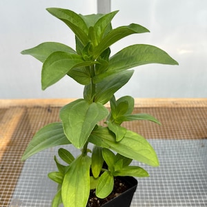 Plantas vivas de zinnia - Plántulas/Tazones - 7,5-12,5 cm de altura - 30-50 días de edad, listas para trasplantar, sin OGM, cultivadas en EE. UU.