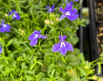 Lobelia Sapphire Live Plants - Seedlings/Plugs 3-12" Tall, Trailing Blue Flowers - USA Grown