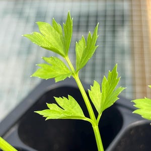 Celery Live Plant - Seedlings/Plugs and Plants - 3"- 12" tall - 30-60+ days old, (ALL 3” seedlings require you to purchase 2 plants!) image 4