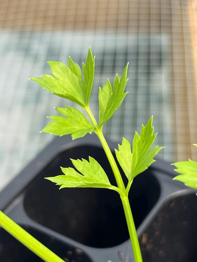 Celery Live Plant - Seedlings/Plugs and Plants - 3"- 12" tall - 30-60+ days old, (ALL 3” seedlings require you to purchase 2 plants!) image 4