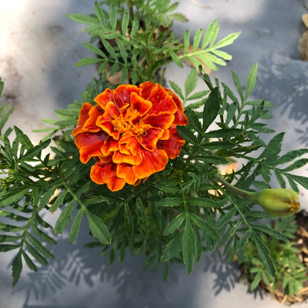 Marigold - Queen Sophia - Flower Seeds - Non GMO - USA Grown - Orange Flower Seeds