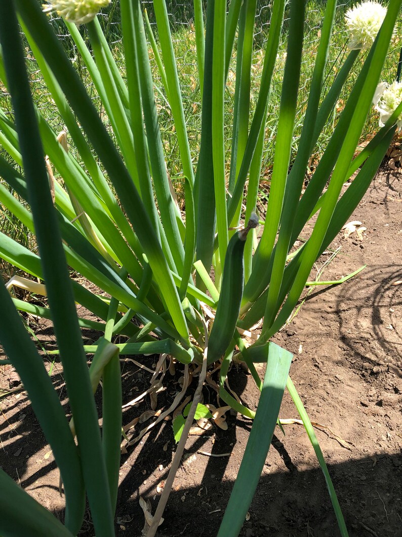 Green Onion Seeds Evergreen Herb Seeds USA Grown Non Etsy
