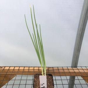 Puede incluir: Una peque&ntilde;a planta verde con hojas largas y delgadas que crece en una maceta de pl&aacute;stico negra. La maceta est&aacute; etiquetada con una etiqueta blanca que dice "12".