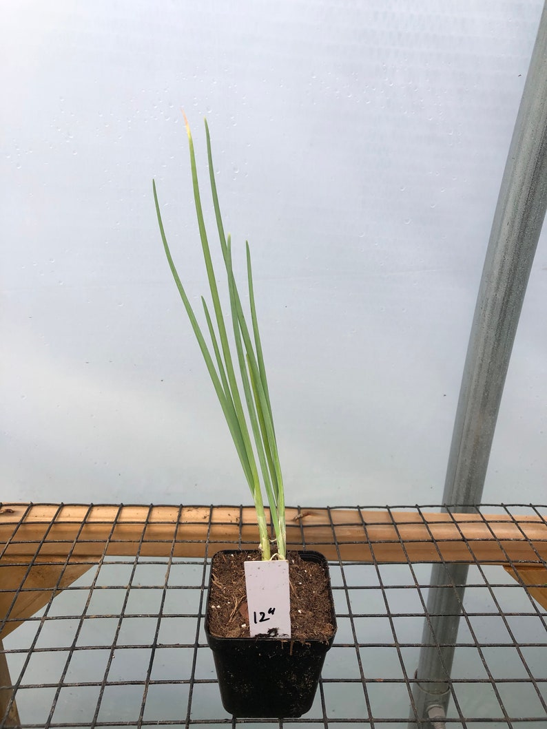 Puede incluir: Una peque&ntilde;a planta verde con hojas largas y delgadas que crece en una maceta de pl&aacute;stico negra. La maceta est&aacute; etiquetada con una etiqueta blanca que dice "12".