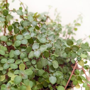 May include: Close-up of a lush green plant with small, round leaves. The leaves are a vibrant green with a slightly textured surface. Reddish-brown stems are visible, creating a contrast with the green foliage. The plant is likely a houseplant.