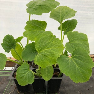 May include: Close-up of a tray of green squash seedlings with large leaves. The seedlings are in black plastic pots and are growing in a black plastic tray. The tray has a label with the text "CROP, Basil, Broccoli, Cabbage, Cucumbers, Average Temp., Ranger Optimum, Germination, Approx. Day to Germination (May Vary due to variety!), 10".