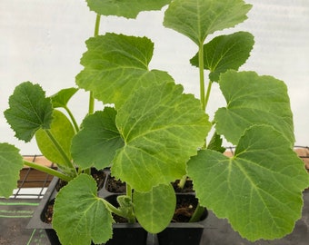Squash Crookneck / Straight Live Plant - Seedlings/Plugs - 3"- 12" tall - 30-60+ days (ALL 3” seedlings require you to purchase 2 plants!)
