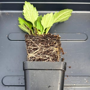 China Aster Live Plant Seedlings: USA Grown, Non-GMO Bild 3