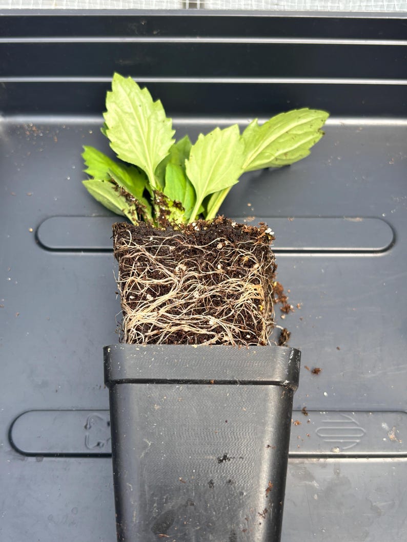 China Aster Live Plant Seedlings: USA Grown, Non-GMO Bild 3