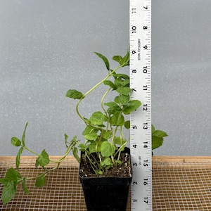 Mint Plant Seedling: Peppermint or Spearmint, USA Grown 9"- 12" potted