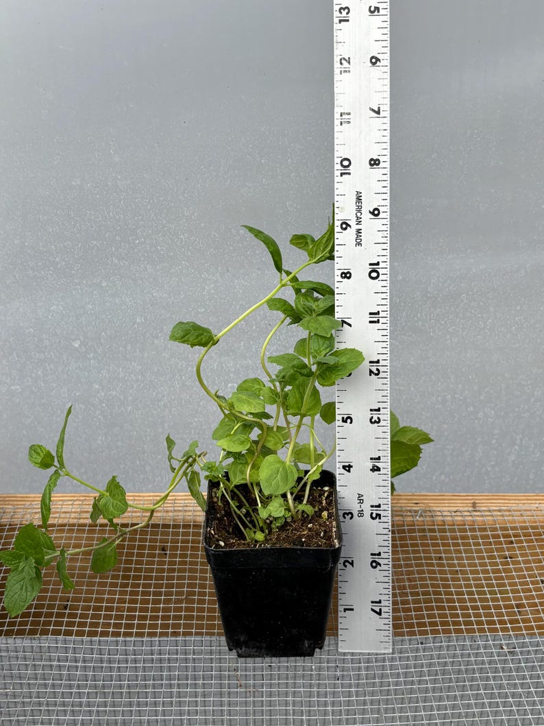 Mint Plant Seedling: Peppermint or Spearmint, USA Grown 9"- 12" potted