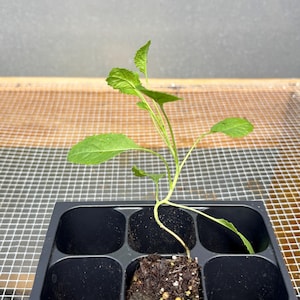 Cabbage Live Plant - Seedlings/Plugs and Plants - 3"- 12" tall - 30-60+ days old, (ALL 3” seedlings require you to purchase 2 plants!)