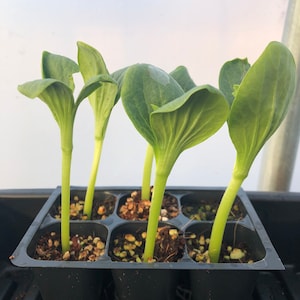 Pumpkin Live Plant - Seedlings/Plugs and Plants - 3"- 12" tall - 30-60+ days old, (ALL 3” seedlings require you to purchase 2 plants!)