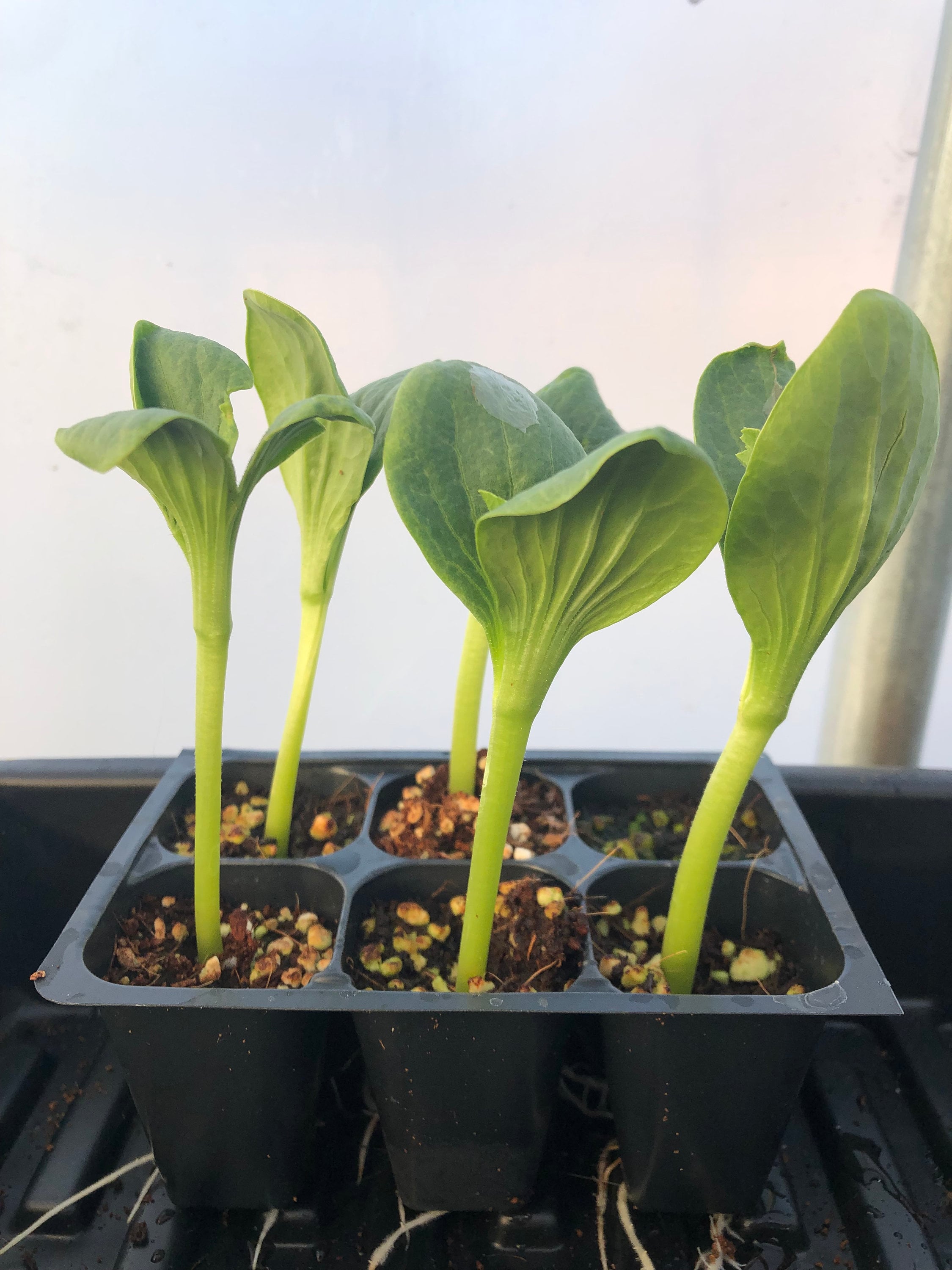 Pumpkin Seedlings: Howden, Valencino, New England Pie - USA Grown - Etsy