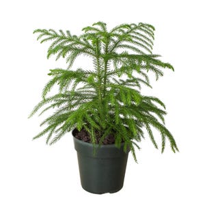 May include: A small, vibrant green Norfolk Island pine tree in a dark green plastic pot. The tree has a dense, symmetrical shape with soft, needle-like foliage. The pot is round and filled with dark soil, creating a natural, indoor plant aesthetic.