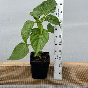 Thai Pepper Live Plant - Seedlings/Plugs and Plants - 3"- 12" tall - 30-60+ days old, (ALL 3” seedlings require you to purchase 2 plants!)