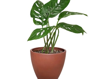 Monstera Adansonii 'Swiss Cheese'