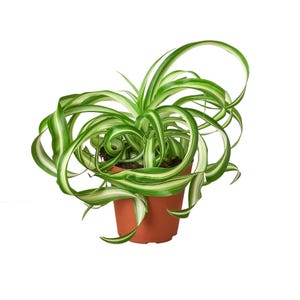 Spider Plant Bonnie • Chlorophytum comosum • Curly Variegated Leaves