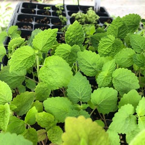 May include: Close-up of a tray of green leafy plants, likely herbs, with a few empty spaces in the tray.