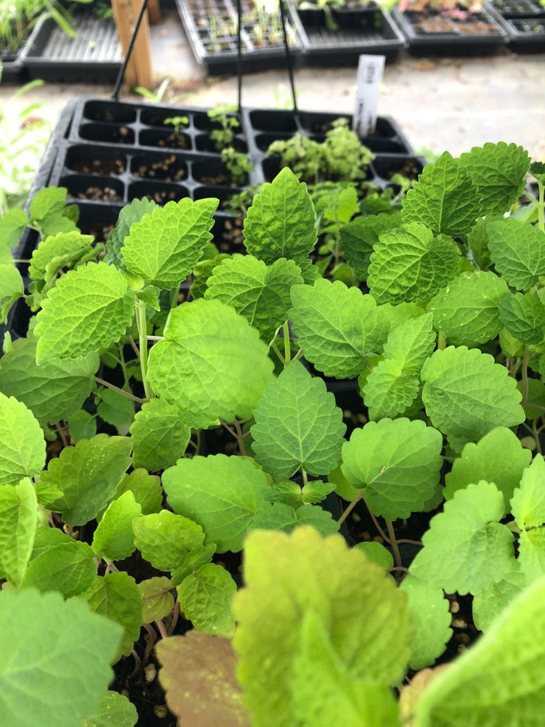 May include: Close-up of a tray of green leafy plants, likely herbs, with a few empty spaces in the tray.