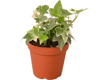 English Ivy Glacier • Hedera helix • Variegated Silver & Green • 6" Hanging Basket