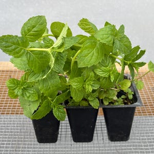 Mint Plant Seedling: Peppermint or Spearmint, USA Grown image 1